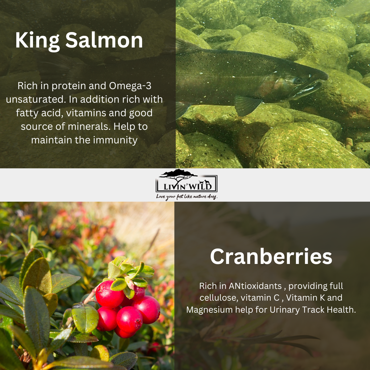 LIVIN' WILD Natural CAT Food|Ocean Salmon Bounty|Salmon Recipe|450g & 1.8kg