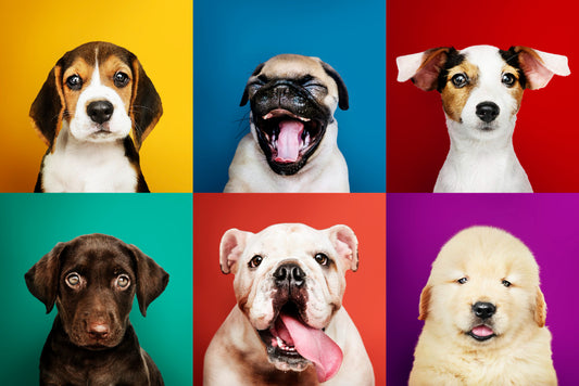 Top 10 Tips for First-Time Dog Owners
